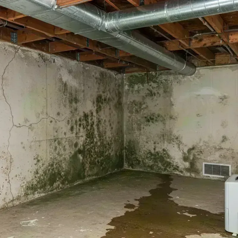 Professional Mold Removal in Jersey Shore, PA